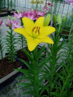 [1699 Barasso VH No02.JPG]